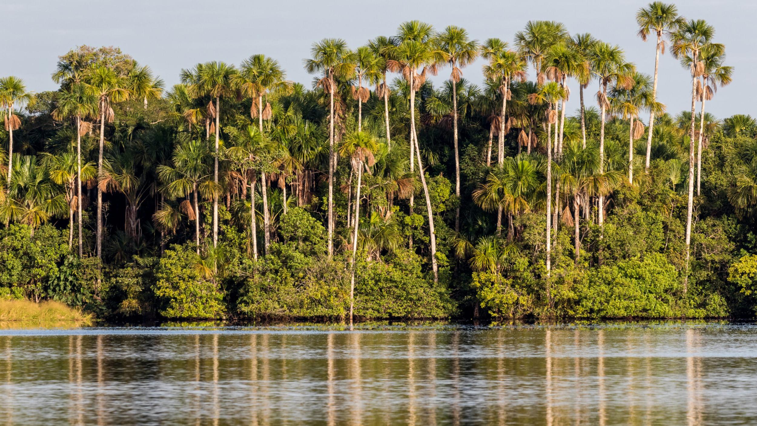 Aguaje palms in Peru