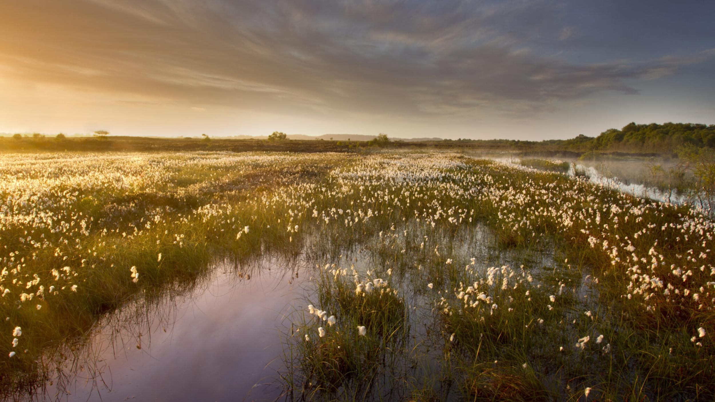 Ballynahone bog at dawn