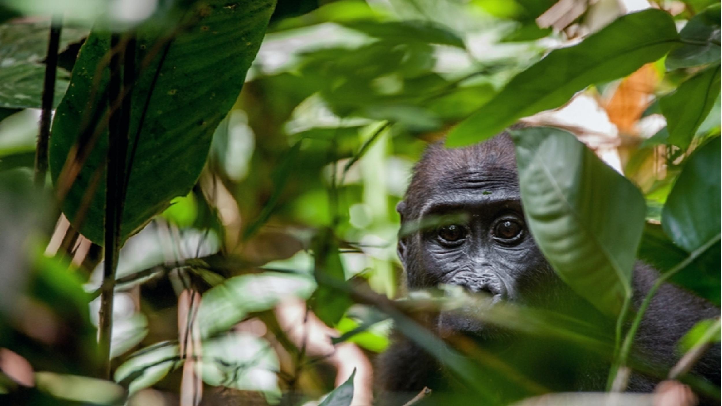 Lowland Gorilla Congo