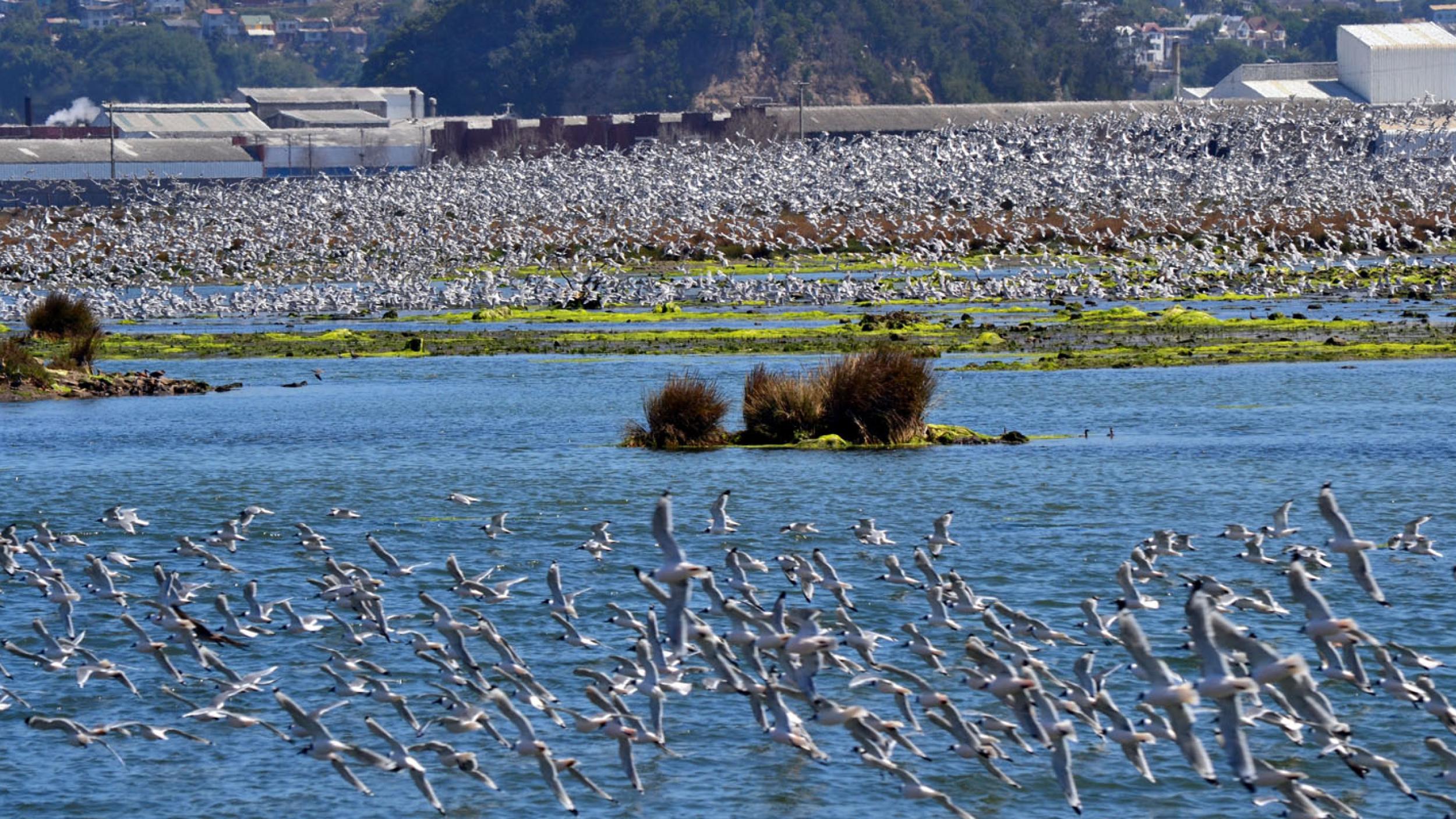 GEF project coastal Wetlands