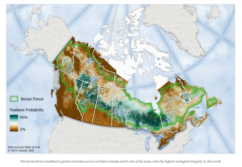 Boreal forest Boreal forest