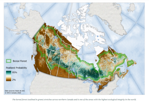 Boreal forest