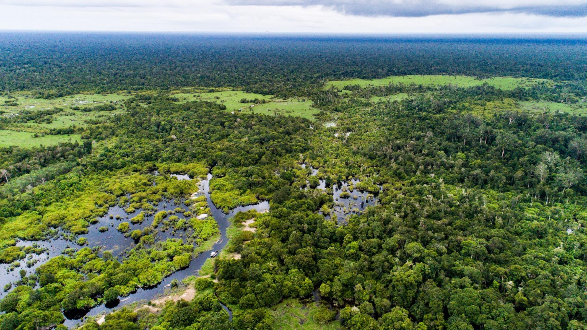 Peatland in Kalimantan Indonesia Peatland in Kalimantan Indonesia