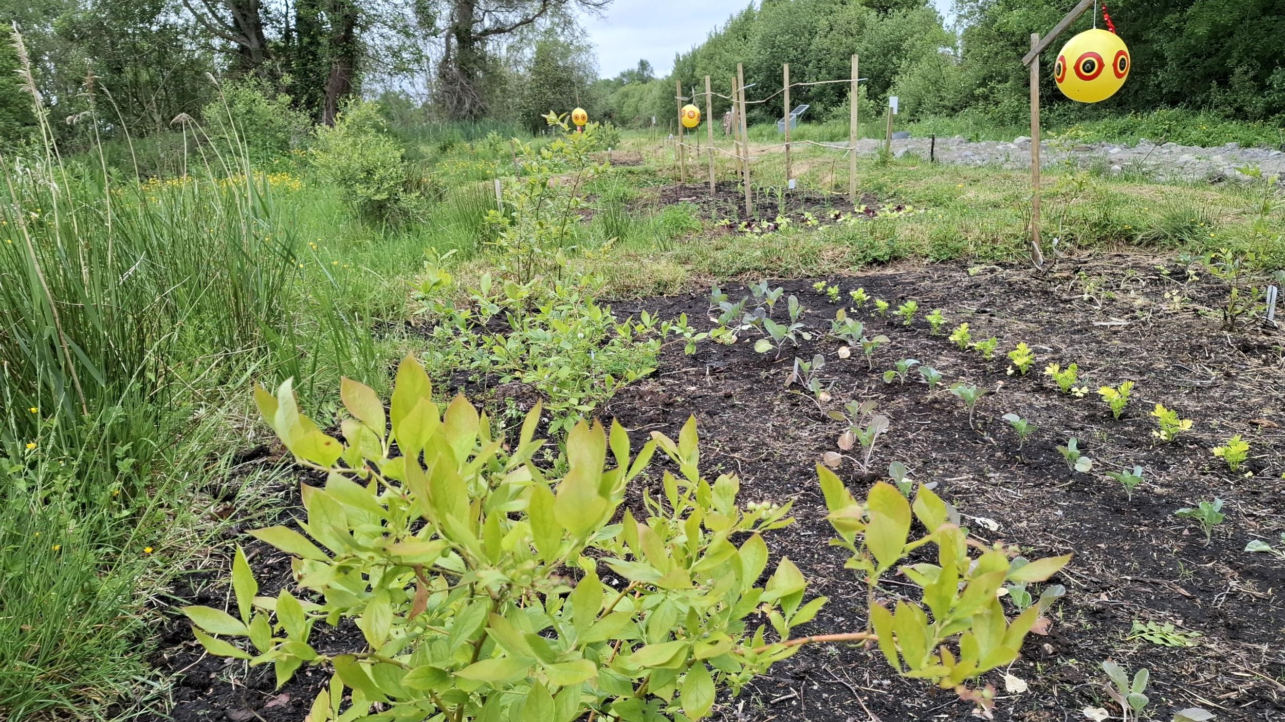 Paludiculture, Ireland, 2025 Paludiculture, Ireland, 2025