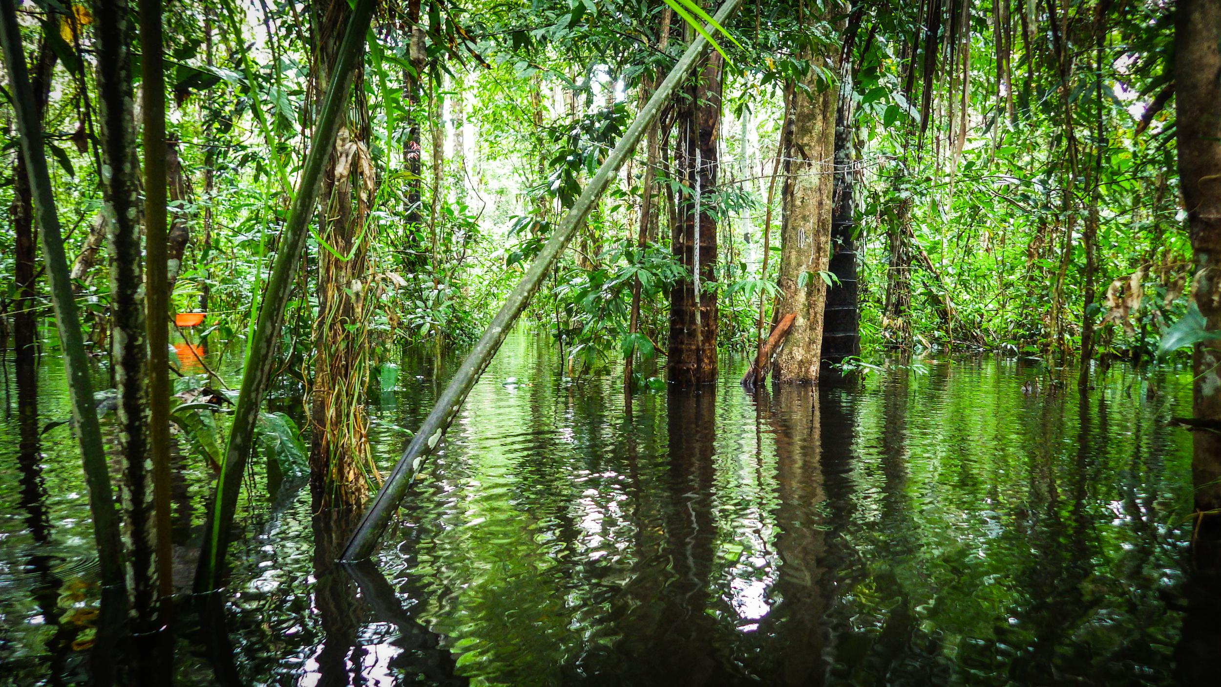 Peru - Kristell Hergoualc'h, CIFOR 3 (2).jpg Peru - Kristell Hergoualc'h, CIFOR 3 (2).jpg