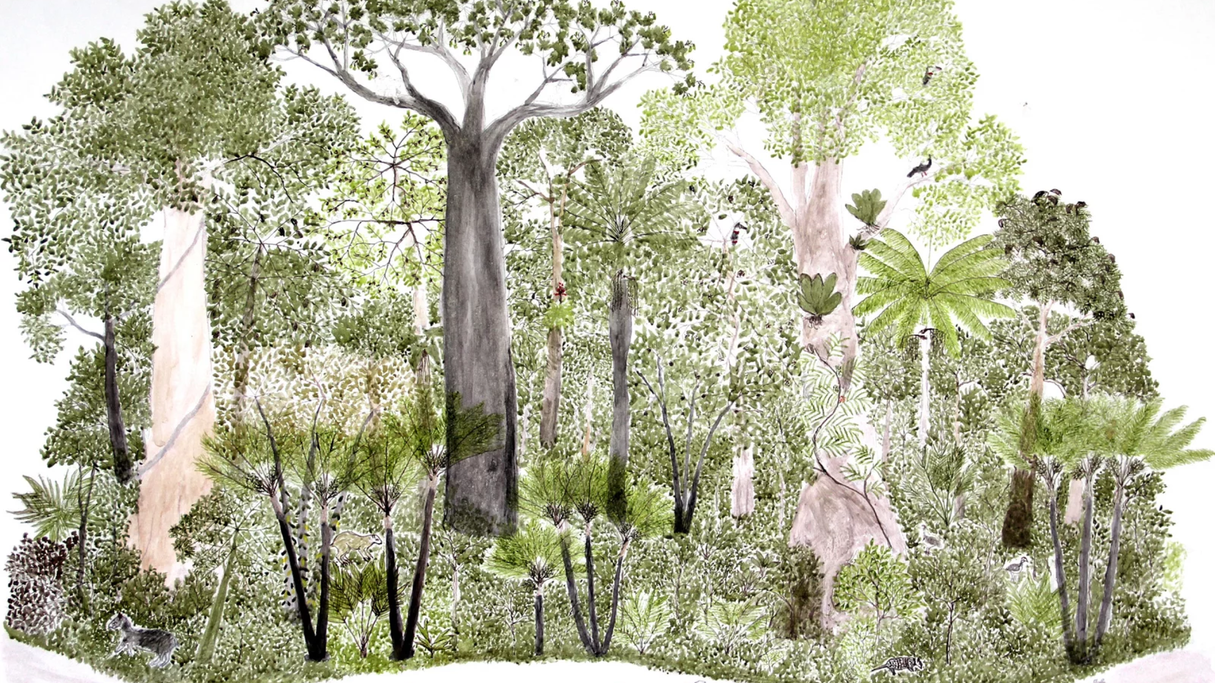 Abel Rodriquez Abel Rodriquez