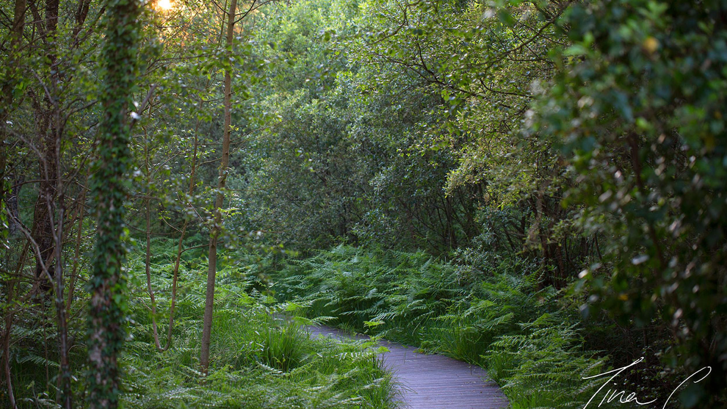 Irish peatland boardwalk Irish peatland boardwalk