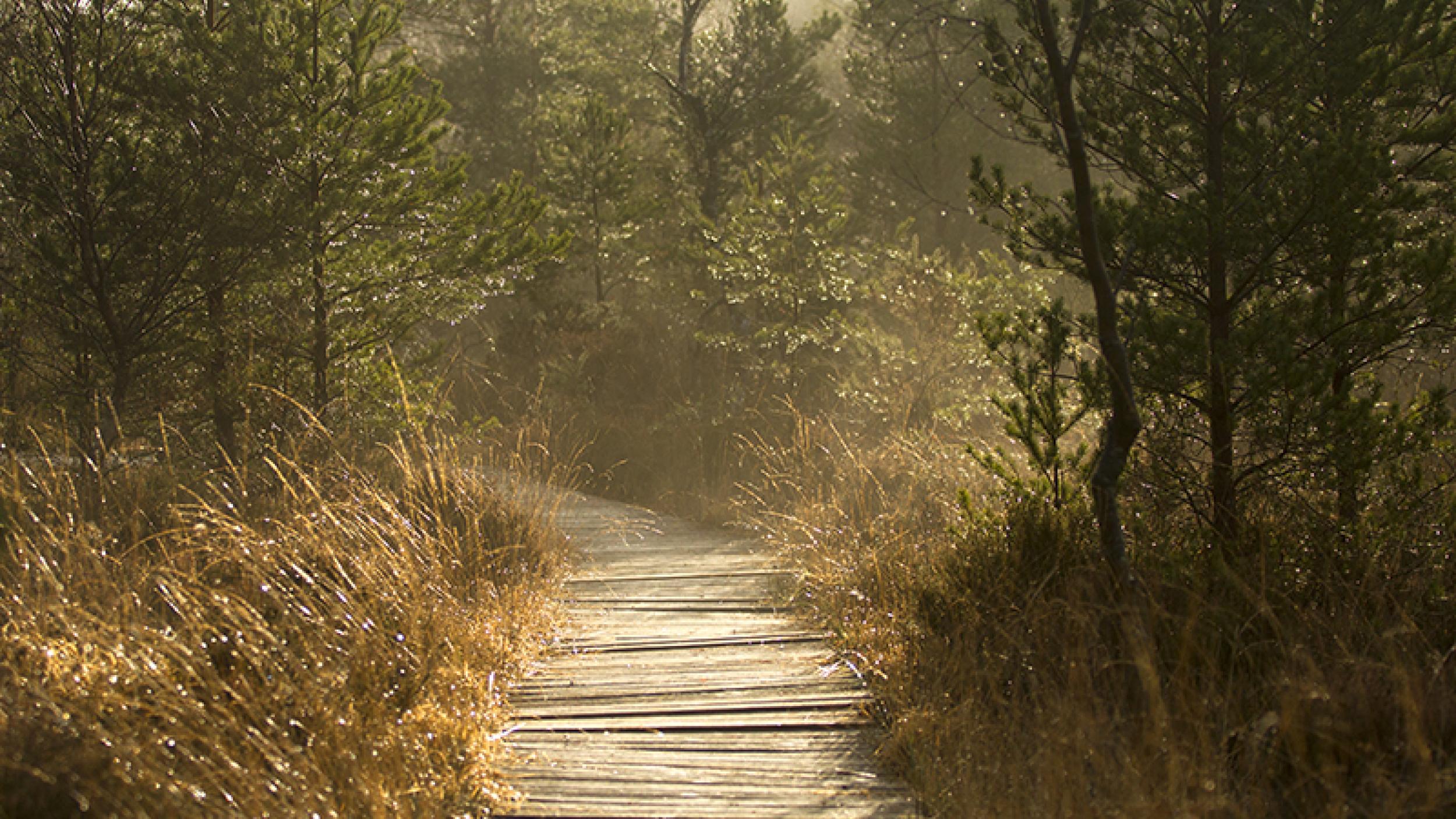 Peatland Boardwalk in Ireland by Tina Claffey Peatland Boardwalk in Ireland by Tina Claffey