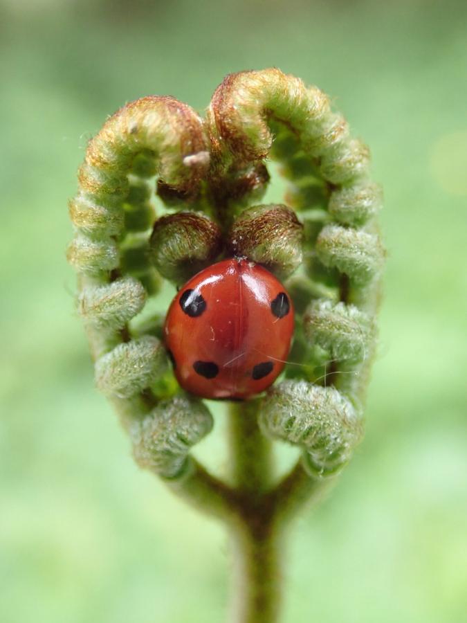A Seven-spot Ladybird (Coccinella 7-punctata) snuggled into the uncurled leaves of a Bracken plant. A Seven-spot Ladybird (Coccinella 7-punctata) snuggled into the uncurled leaves of a Bracken plant.