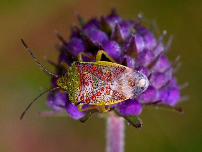 "The Devil’s bit Scabious (Succisa pratensis) flower blooms in the Autumn and is a godsend to insects in this late season. This Birch shieldbug (Elasmostethus interstinctus) heavily covered in morning dew appeared like it was encrusted with jewels as it fed on the flower."