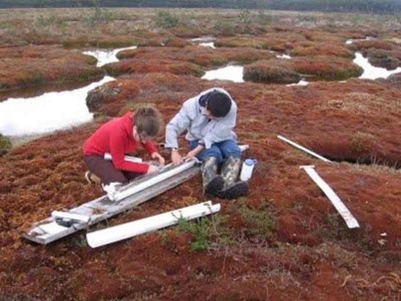 Researchers working on peatlands